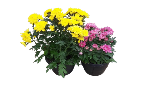 Chrysanthemum 20cm bowl