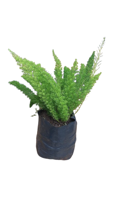 Asparagus Meyers 10l
