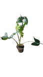 Alocasia "Stingray" 16.5cm