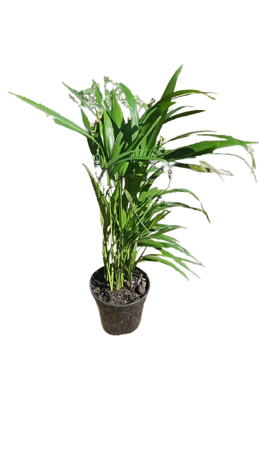 Dypsis Lutescens (Palm Bamboo) 14cm