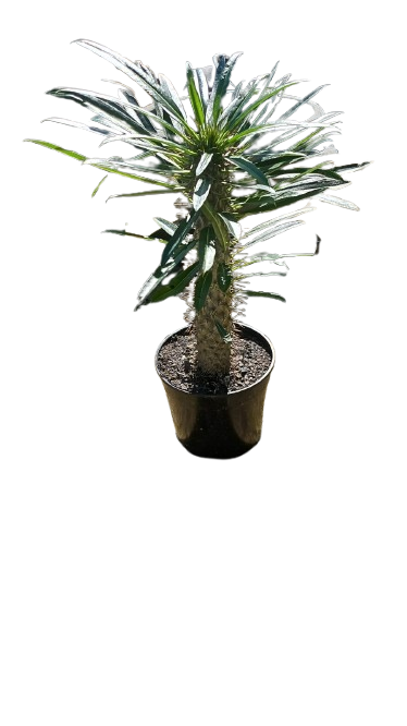 Pachypodium Lamerii 19cm (halfmen)