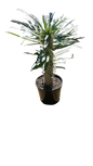 Pachypodium Lamerii 19cm (halfmen)