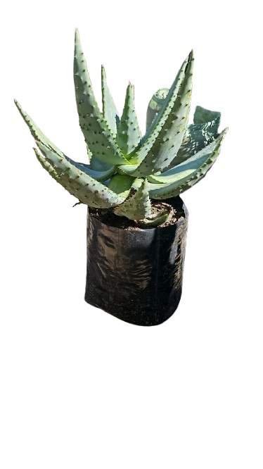 Aloe Marlothii 10L