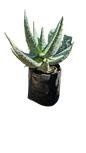 Aloe Marlothii 10L