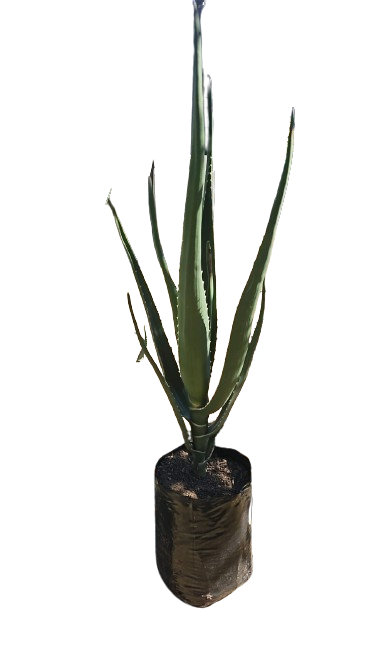 Aloe Barberae 8L