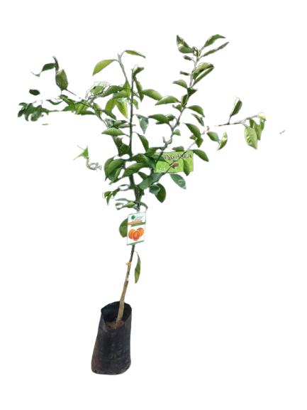 Citrus Tarocco (Blood Orange) 6L
