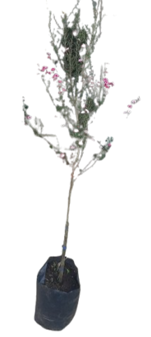 Leptospermum Scoparium Assorted (Tea Bush) 10L