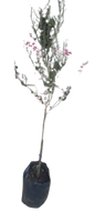 Leptospermum Scoparium Assorted (Tea Bush) 10L