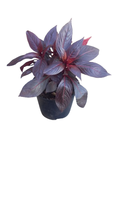 New Guinea Impatient Harmony Assorted - 15cm