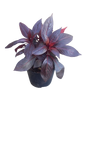 New Guinea Impatient Harmony Assorted - 15cm
