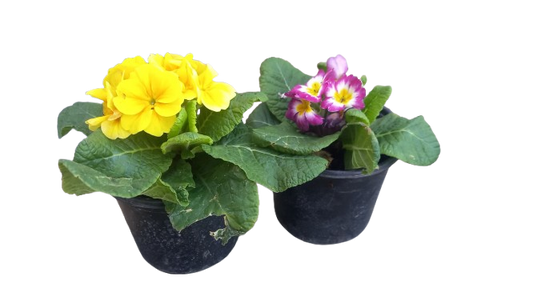 Primula Acaulis Bonneli 12cm