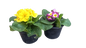 Primula Acaulis Bonneli 12cm