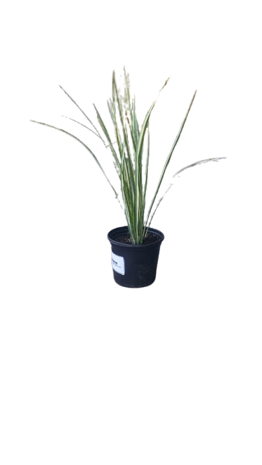 Dietes Bicolour Milky Way 17cm