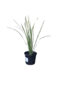 Dietes Bicolour Milky Way 17cm