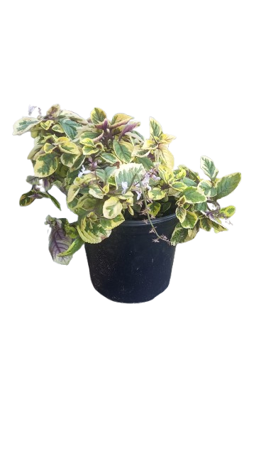 Plectranthus Lemon and Lime 17cm