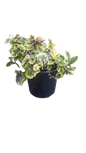 Plectranthus Lemon and Lime 17cm