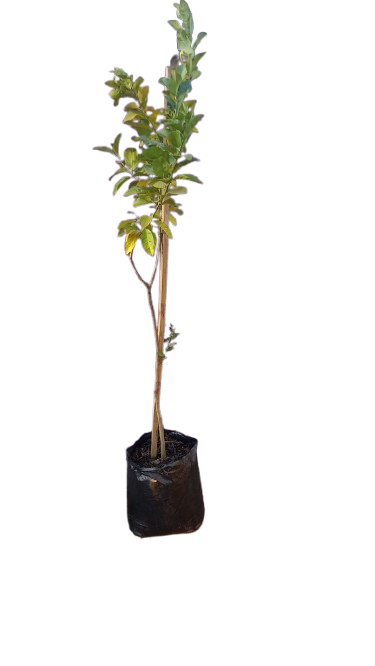 Eureka Citrus Lemon 40L