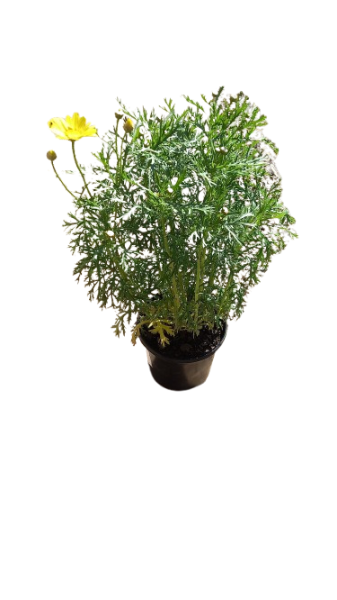 Argyranthemum Sunny Spring 17cm