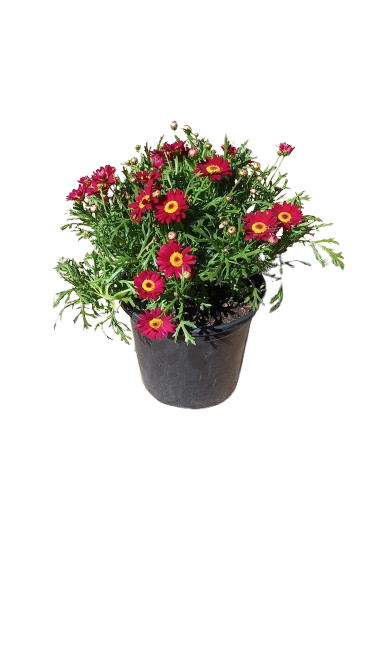 Argyranthemum Assorted 17cm