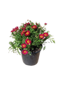 Argyranthemum Assorted 17cm