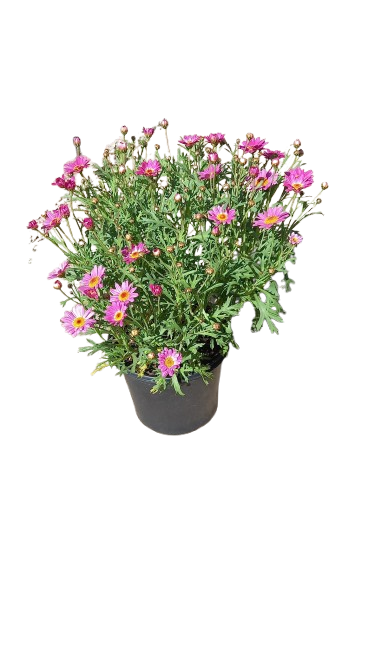 Argyranthemum Assorted 17cm