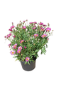 Argyranthemum Assorted 17cm