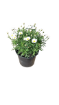 Argyranthemum Assorted 17cm