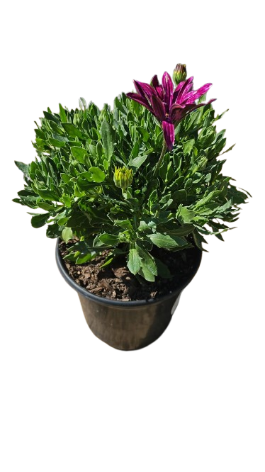 Osteospermum Assorted 17cm