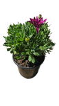 Osteospermum Assorted 17cm