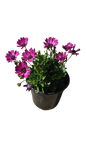 Osteospermum Ostica - 17CM - Assorted