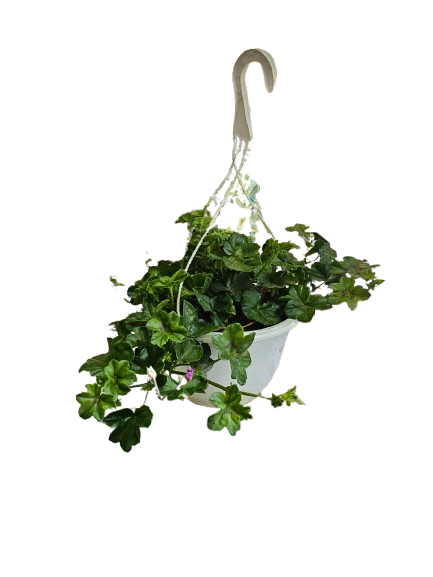 Pelargonium Ivy 20cm HB