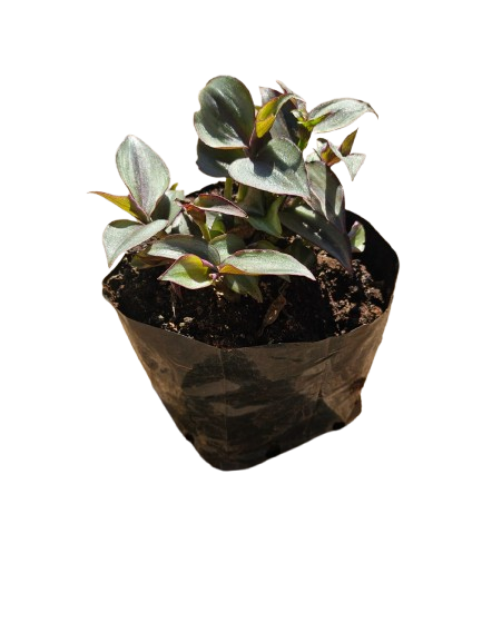 Tradescantia 3L