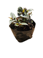 Tradescantia 3L