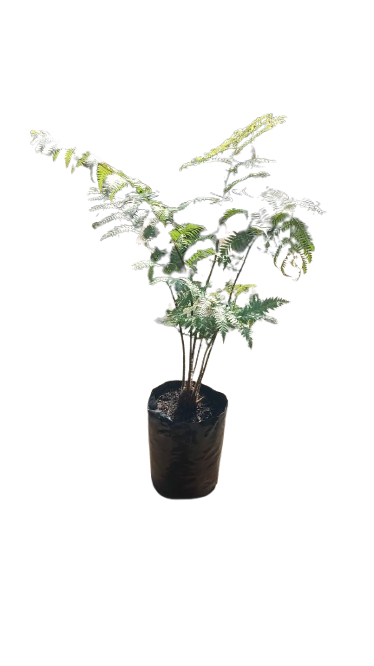Cyathea Australis Tree Fern 20L