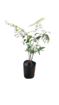 Cyathea Australis Tree Fern 20L