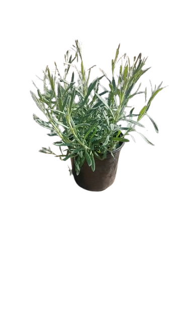 Lavandula Margaret Roberts 17cm