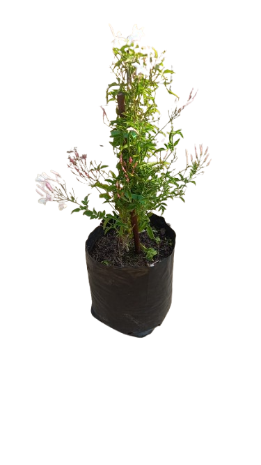 Jasminum Polyanthum 8L