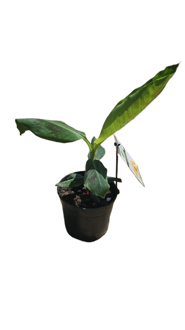 Banana Asdia 19cm