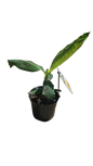 Banana Asdia 19cm
