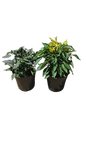 Capsicum Ornamental Mix 14cm