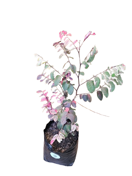 Breynia Red 8L