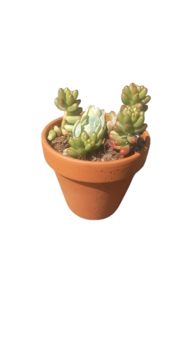 Mixed Succulent in Terracotta Pot Various