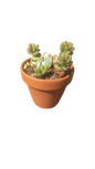 Mixed Succulent in Terracotta Pot Various