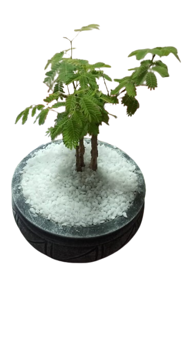 Acacia Sieberiana 'Paper Bark' Bonsai various