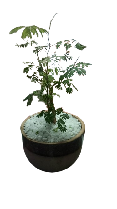 Acacia Sieberiana 'Paper Bark' Bonsai various