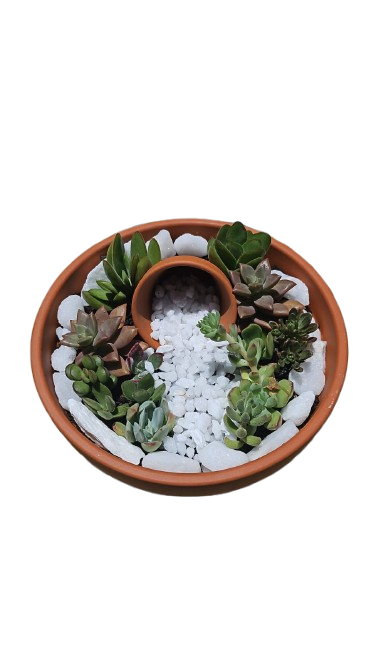Terracotta Mixed Succulent Bowl