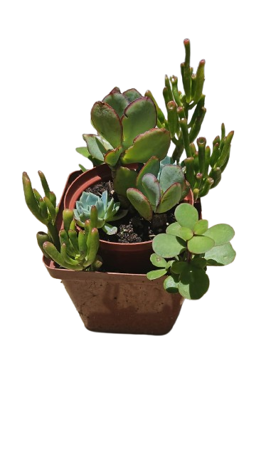Double Mix Succulent Pot