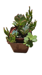 Double Mix Succulent Pot