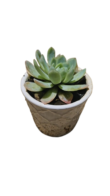 Colourfull Ceramic Pot Small