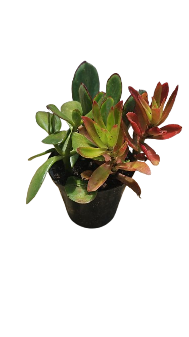 Simple Succulent Mix Pot